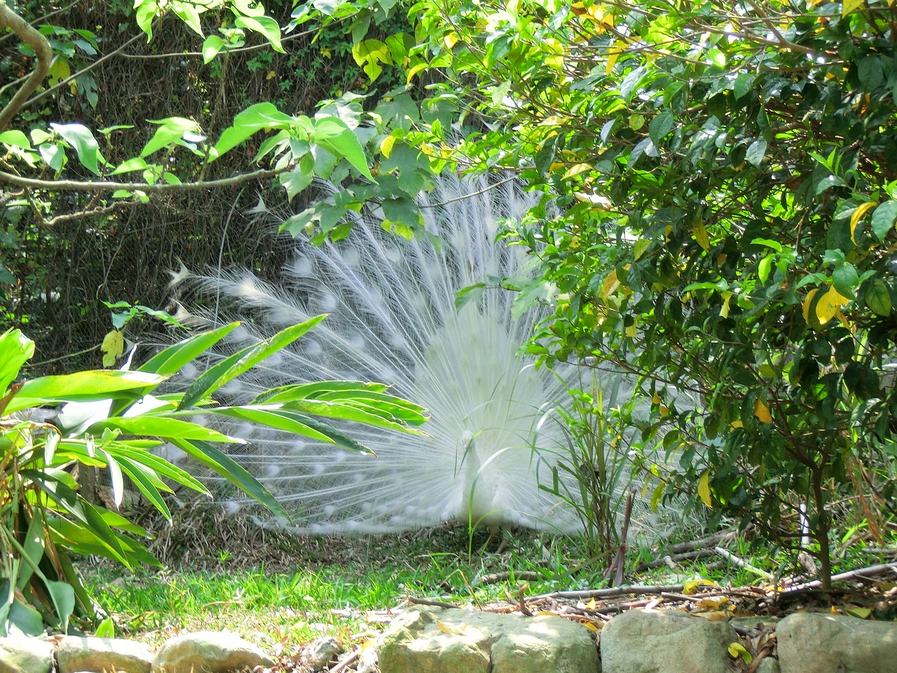 the white peacock courtship pet free photo