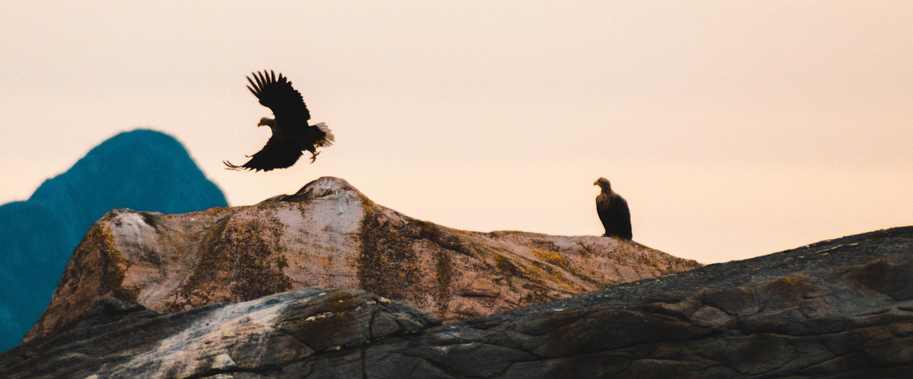 the white-tailed eagle panorama norway free photo
