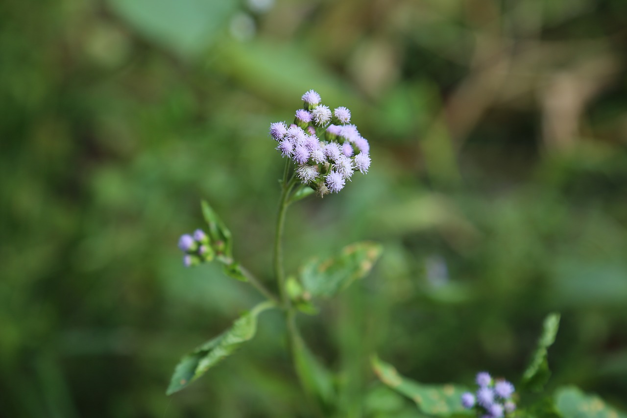 the wild nature plant free photo