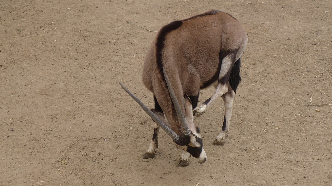 the wild ass antelope animal free photo