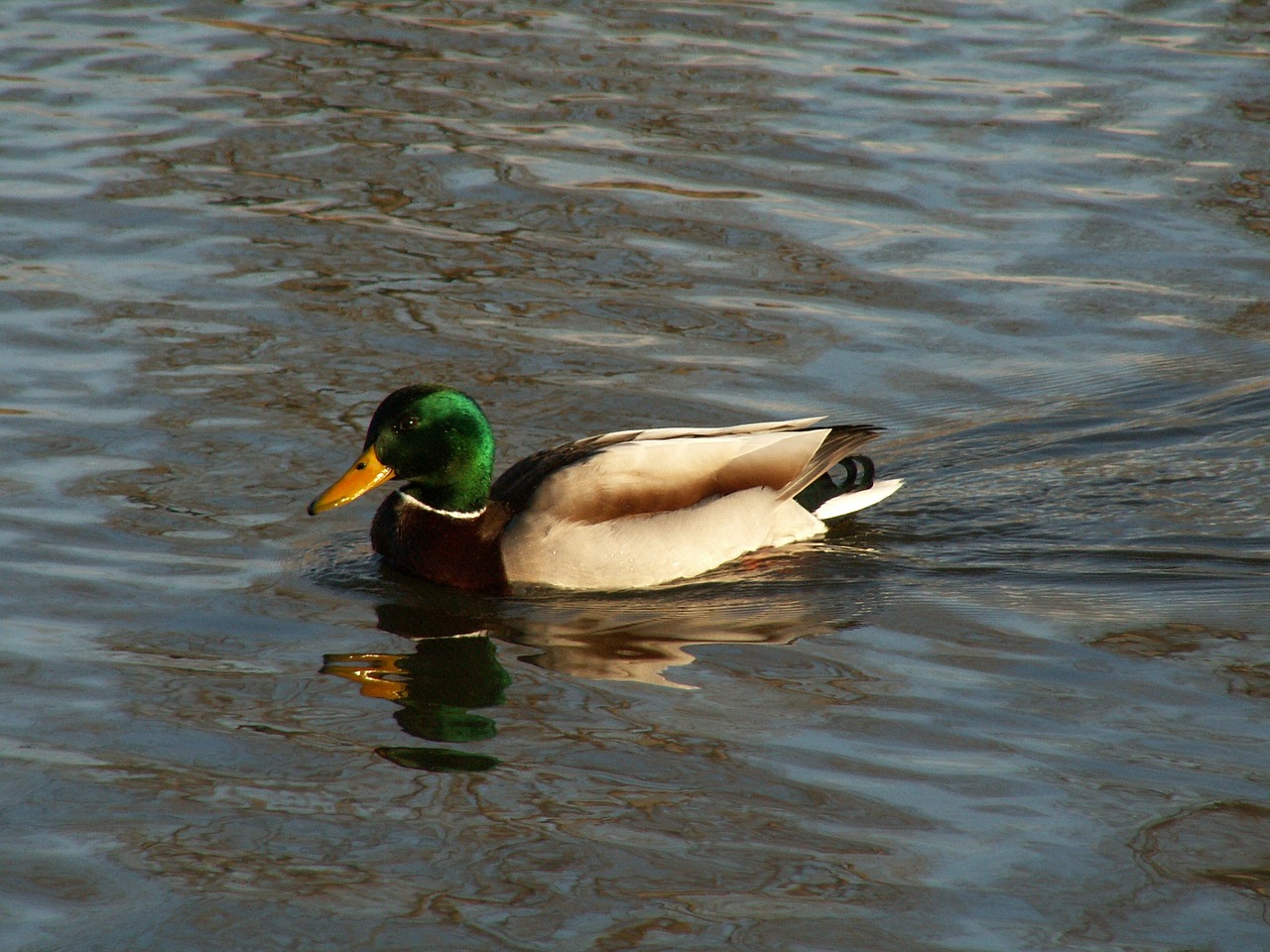 the wild duck bird water free photo