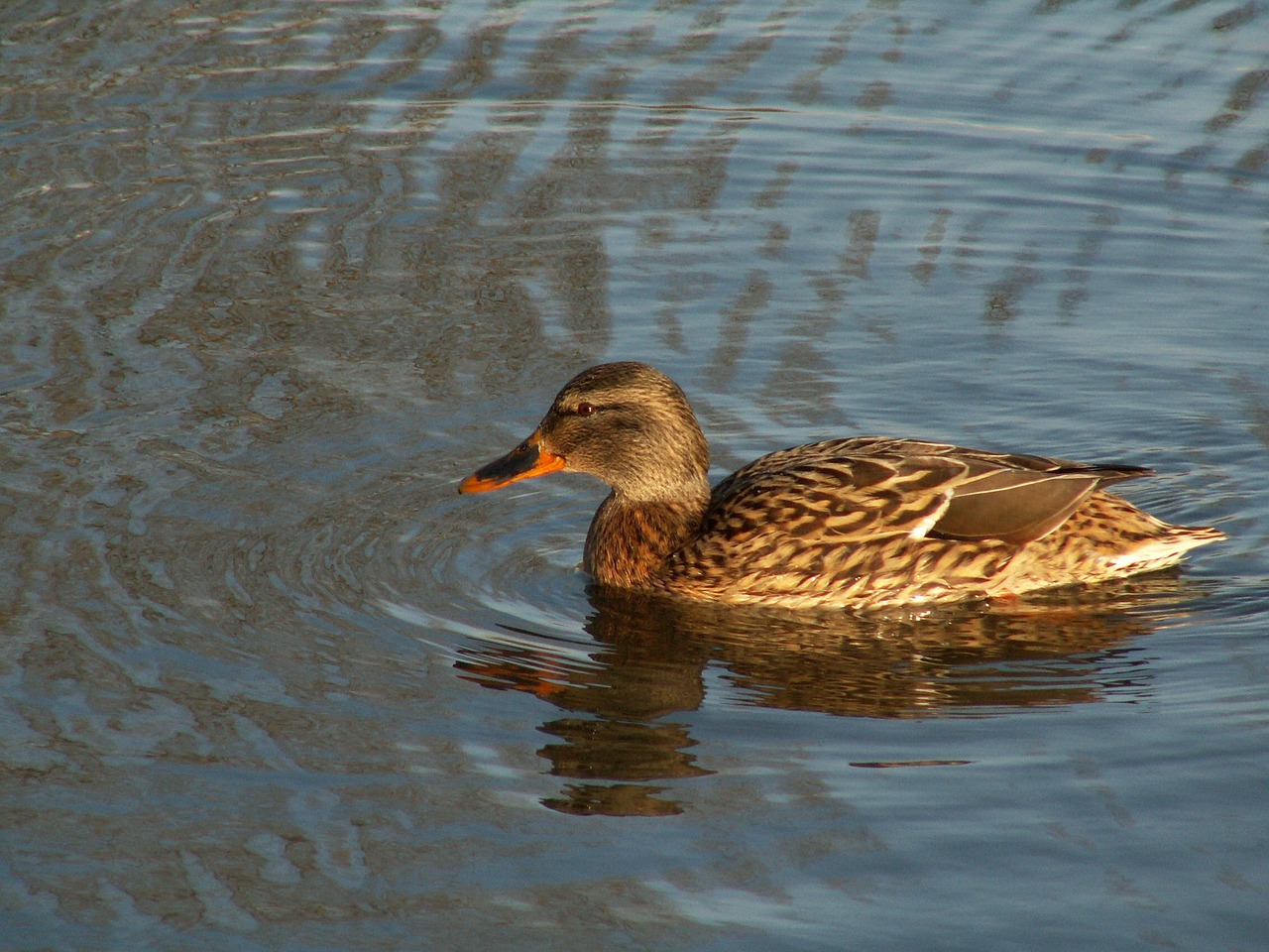 the wild duck bird water free photo