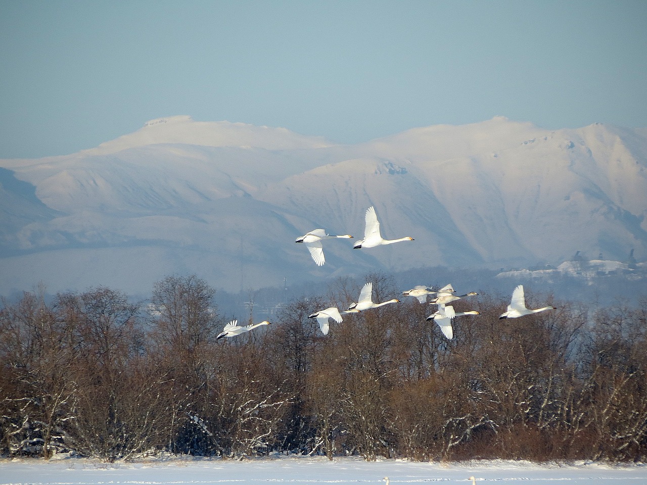 the wild swans the whooping a flock of free photo