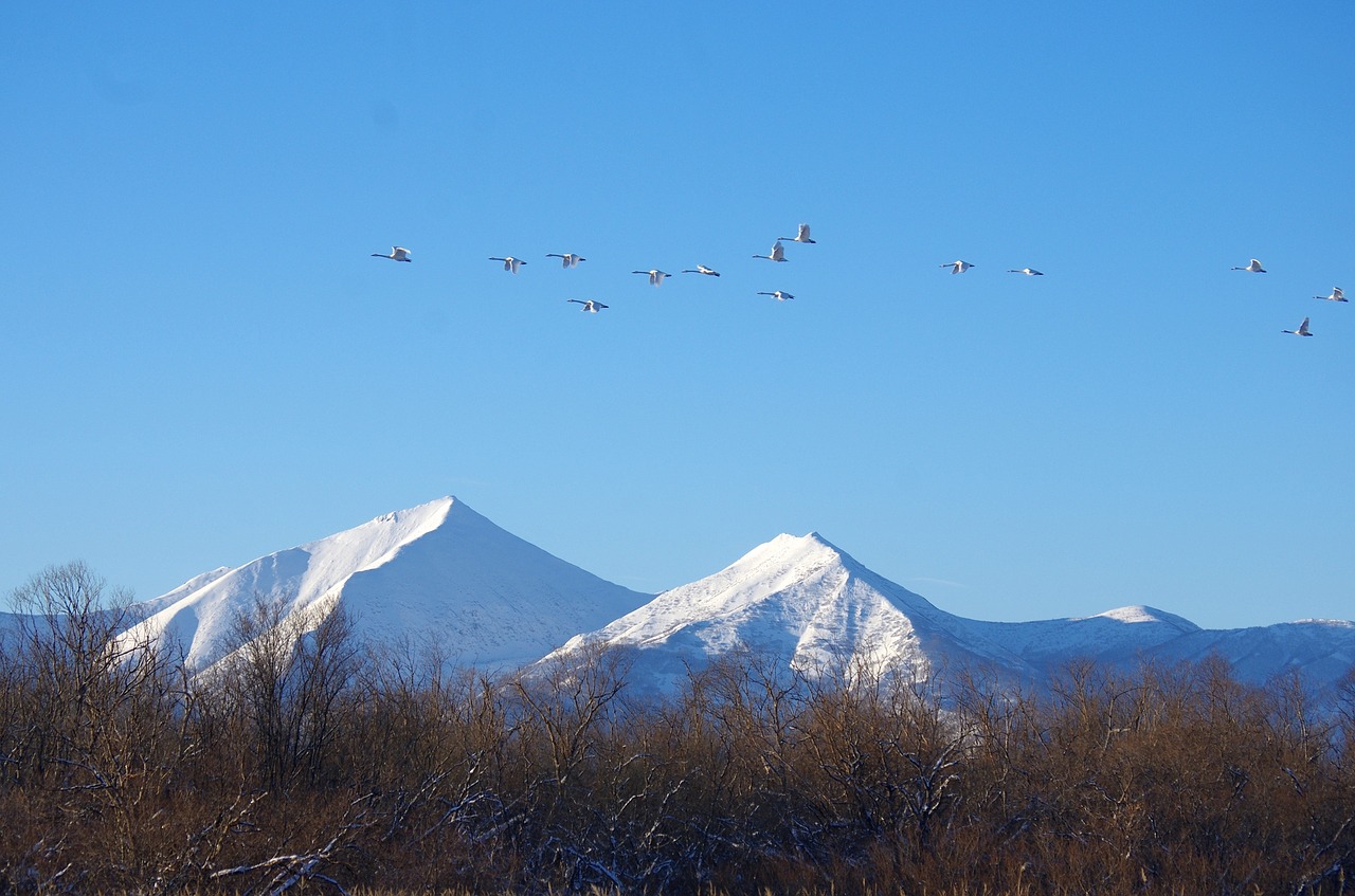 the wild swans the whooping a flock of free photo