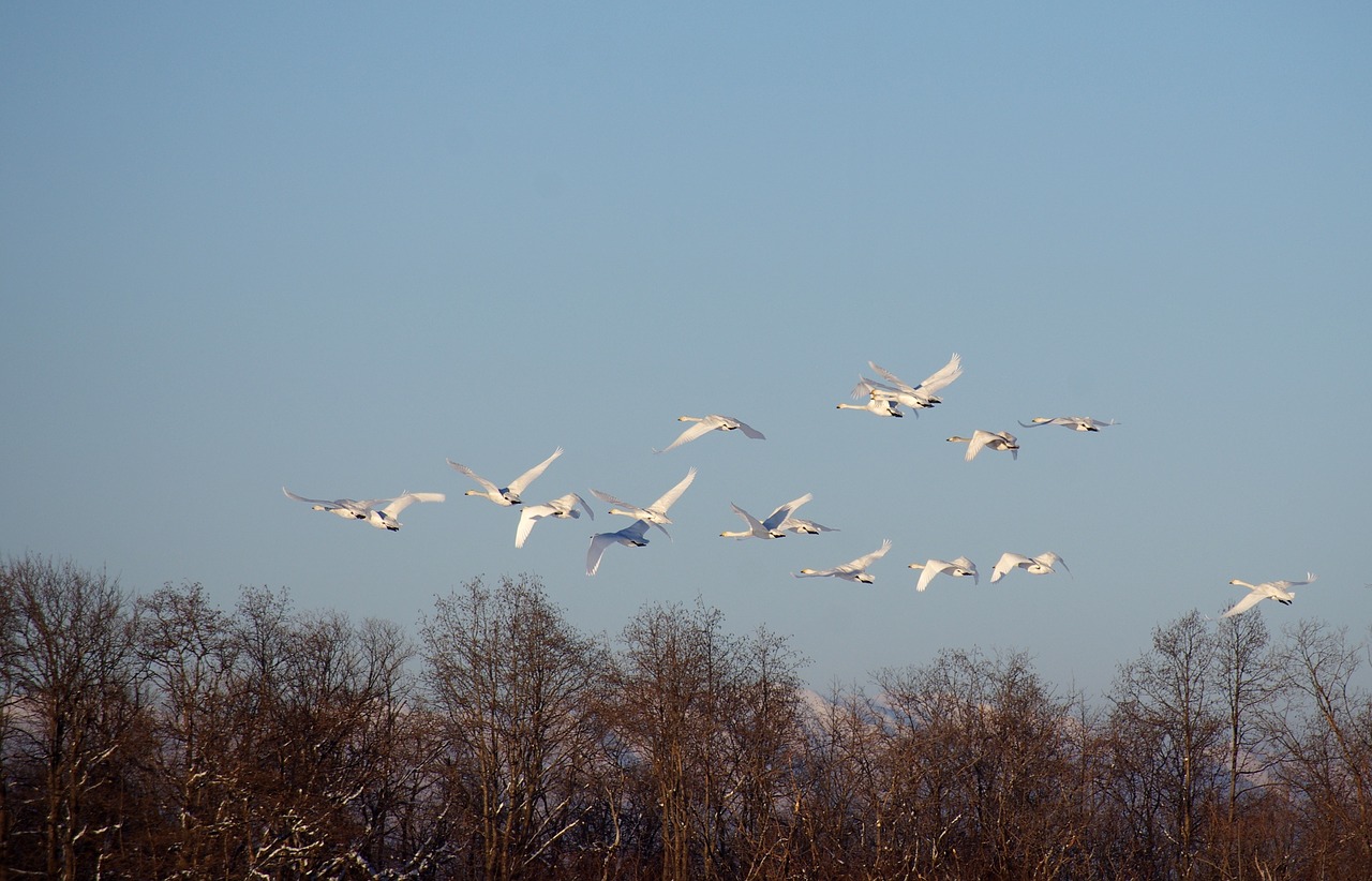 the wild swans the whooping a flock of free photo