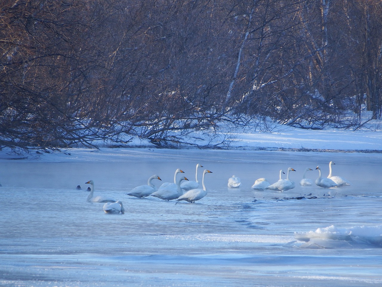 the wild swans the whooping a flock of free photo