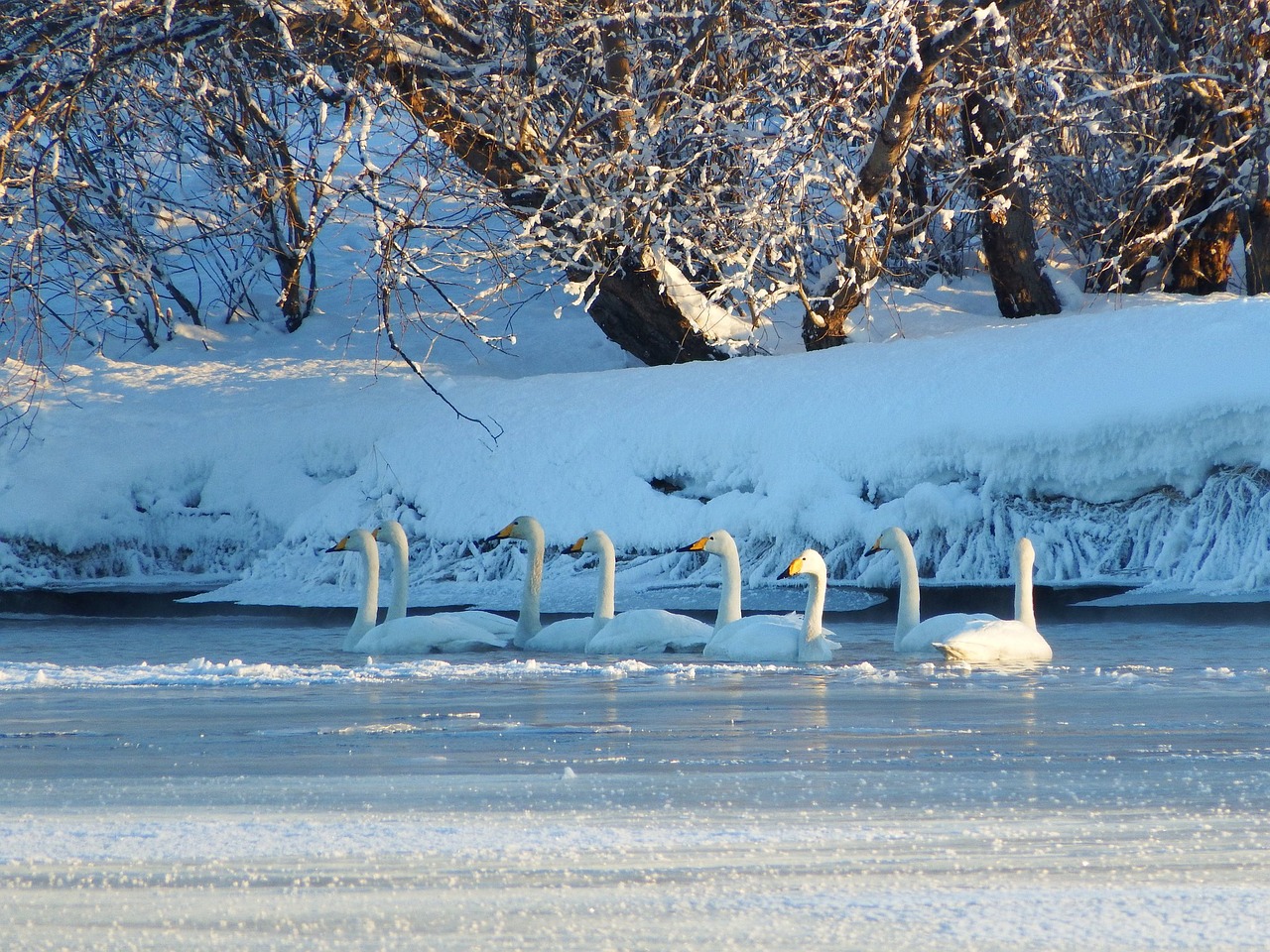 the wild swans the whooping a flock of free photo