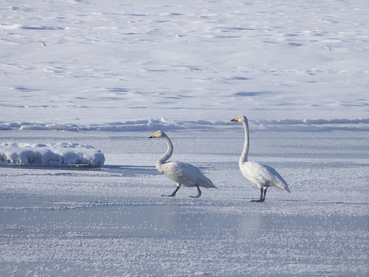 the wild swans the whooping a flock of free photo