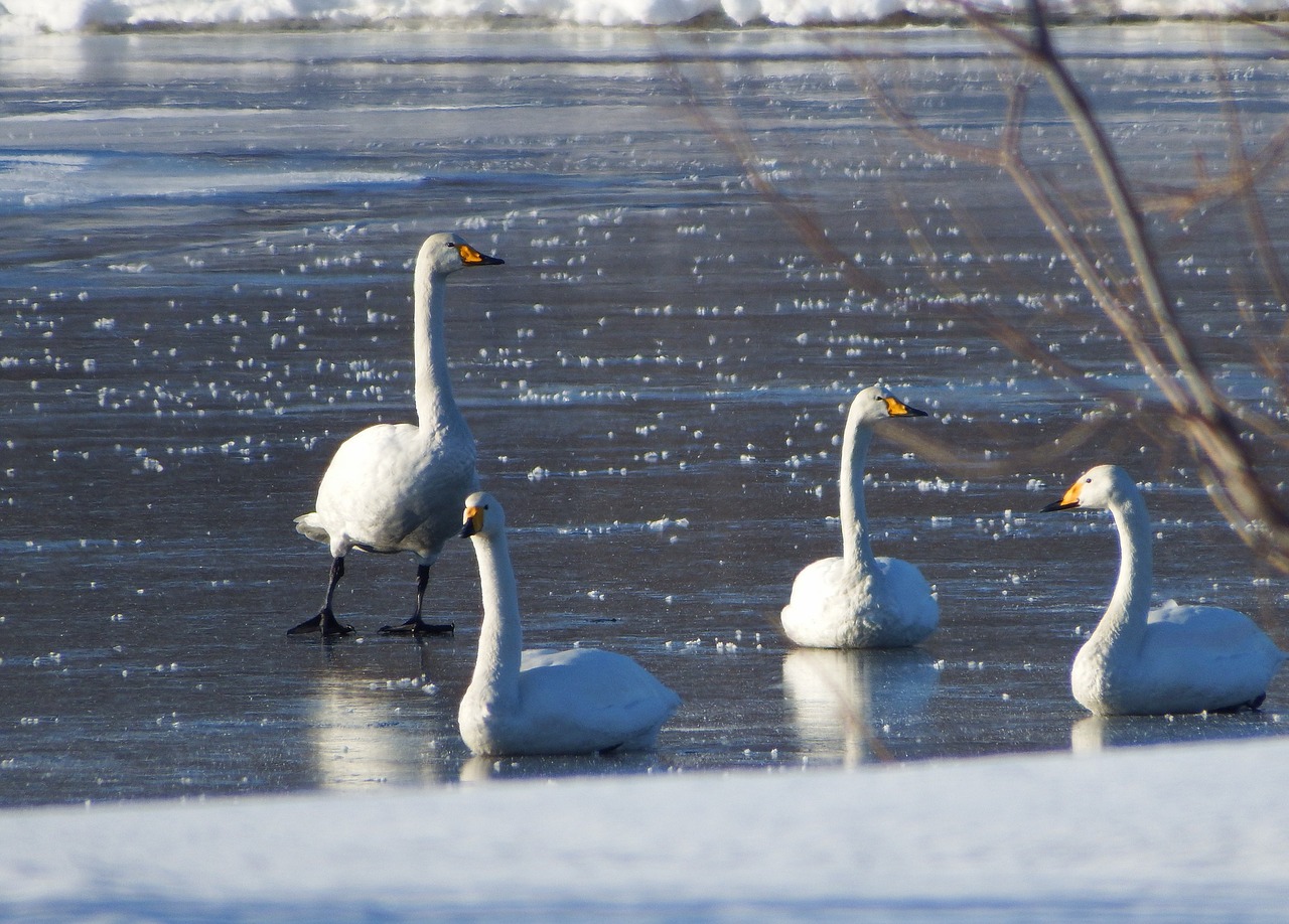 the wild swans the whooping a flock of free photo