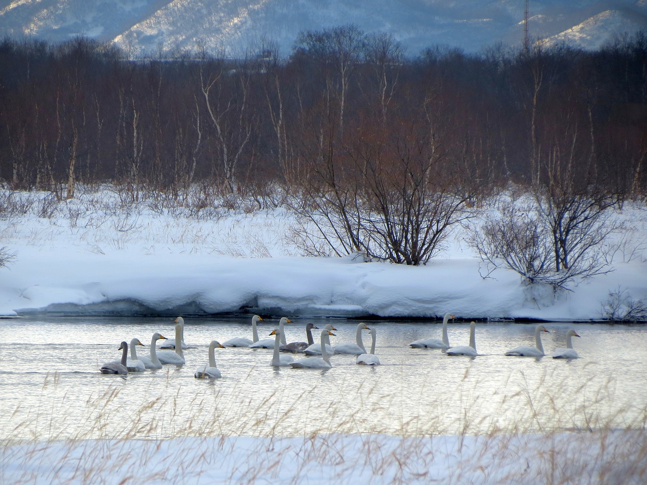 the wild swans the whooping a flock of free photo