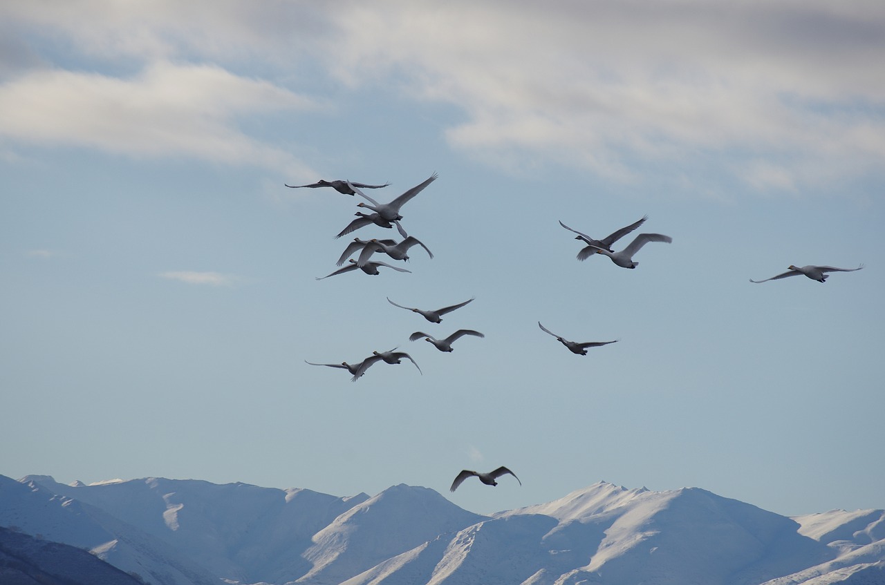 the wild swans the whooping a flock of free photo