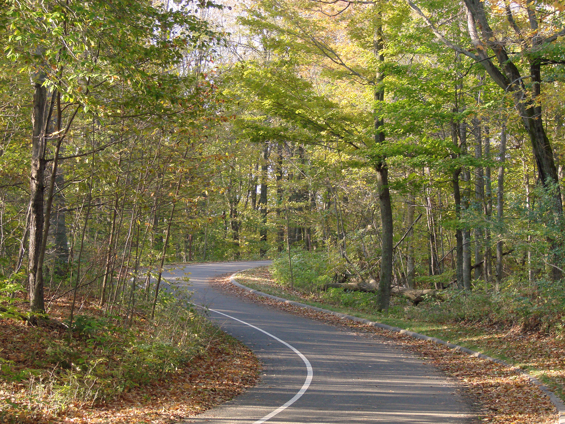 winding road national forest michigan free photo