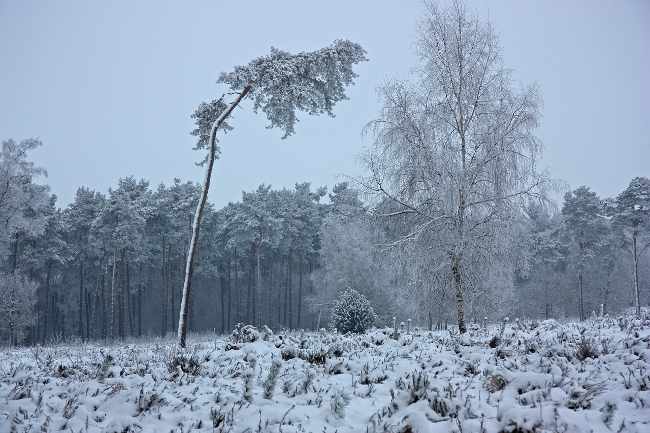 the winter's tale wintry forest free photo