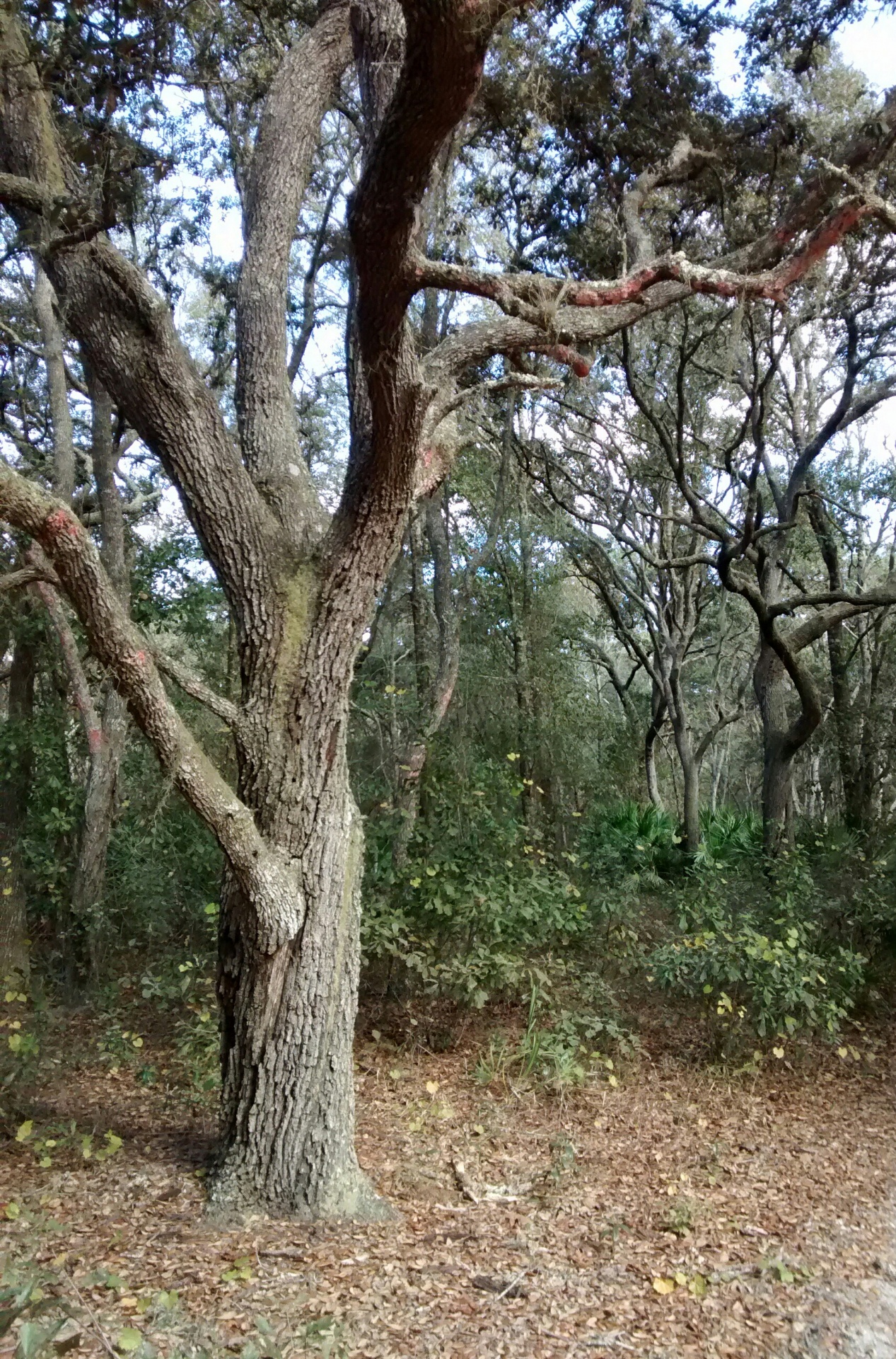 tree nature natural free photo