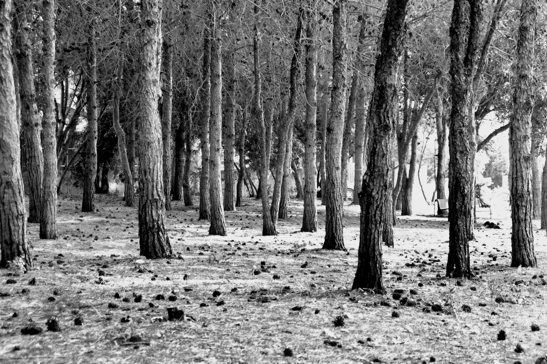 Scary Woods Background Black White Ominous Free Image From