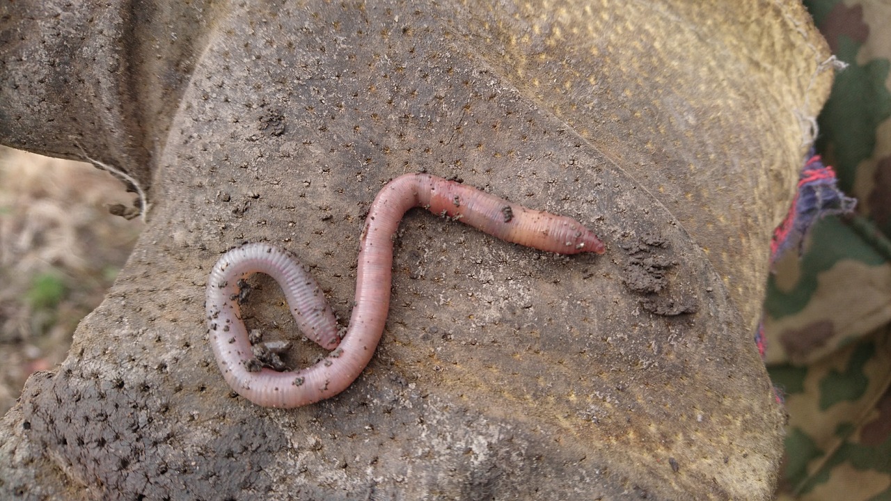 the worm  earthworm  polychaetes free photo