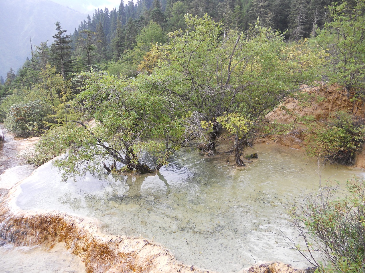 the yellow dragon tree water free photo