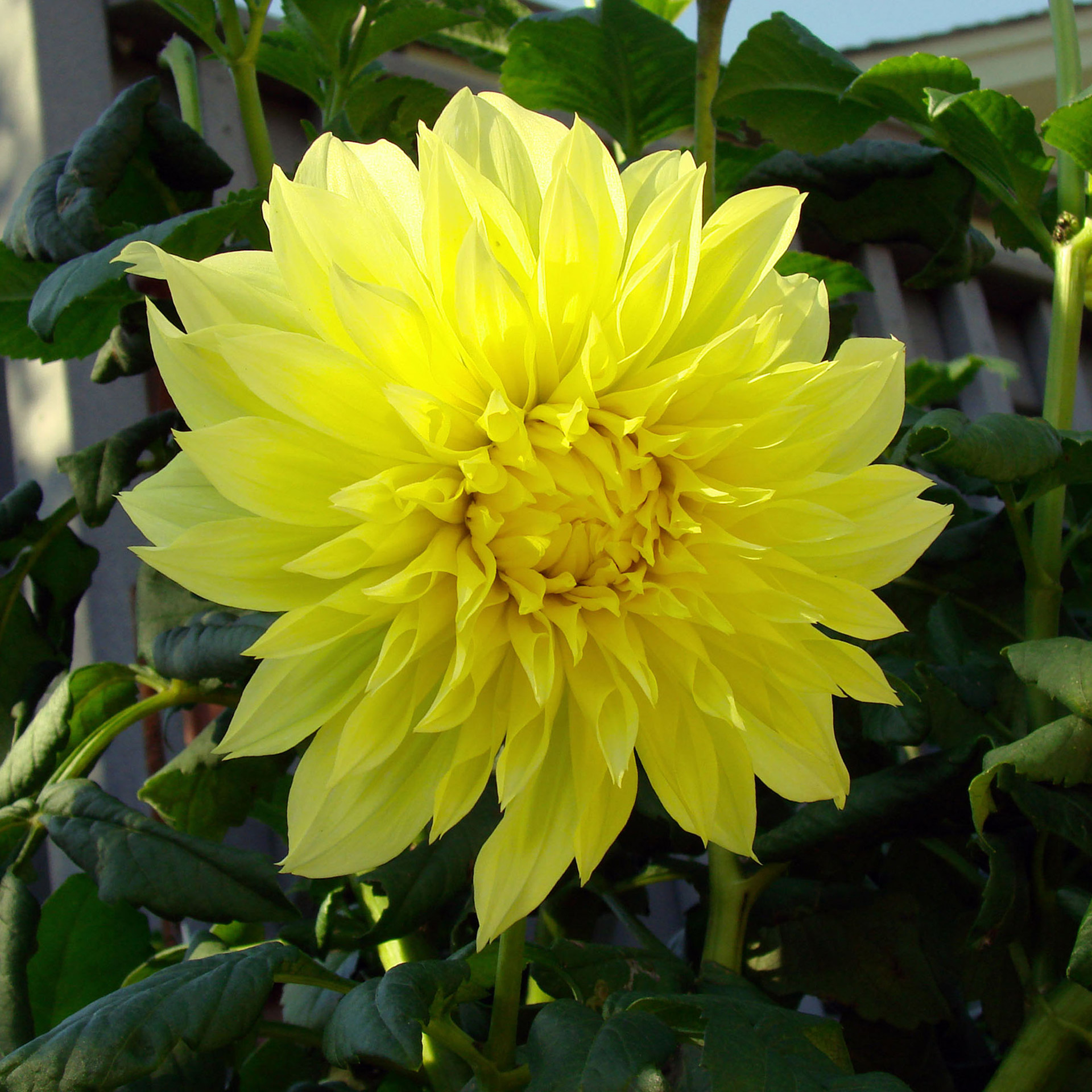 chrysanthemum yellow flower free photo