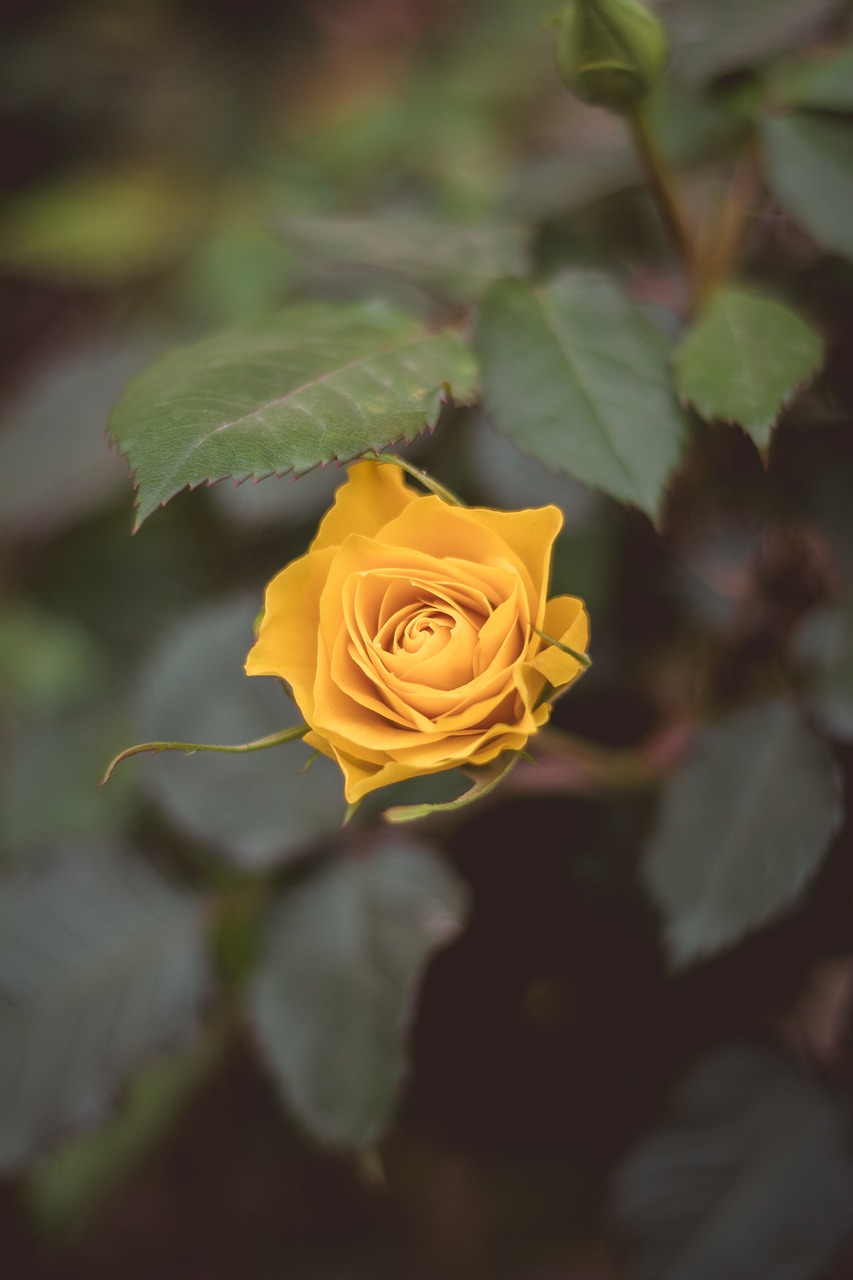 the yellow rose  rose  yellow free photo