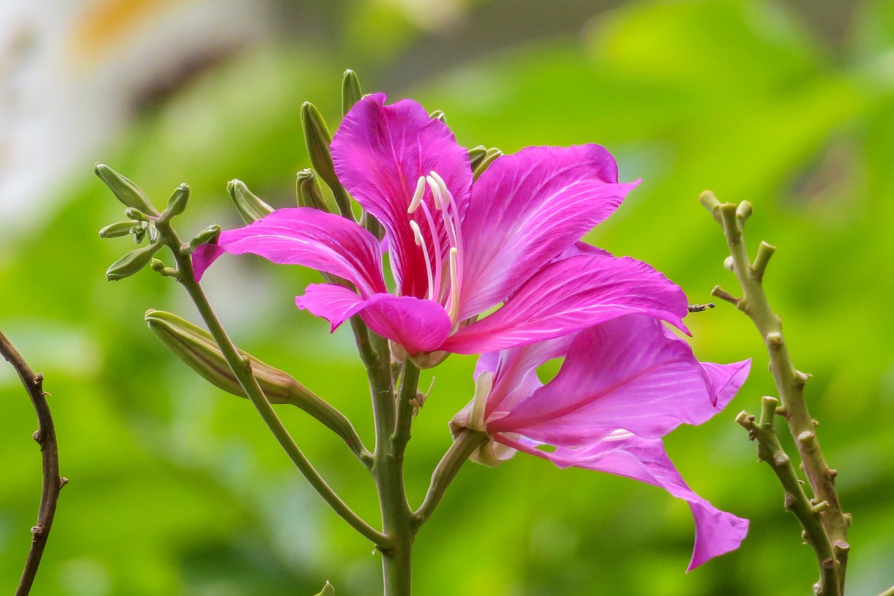 the yips  hong kong  city flower free photo