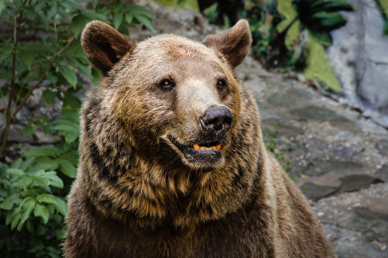 brown bear the zoo animals free photo