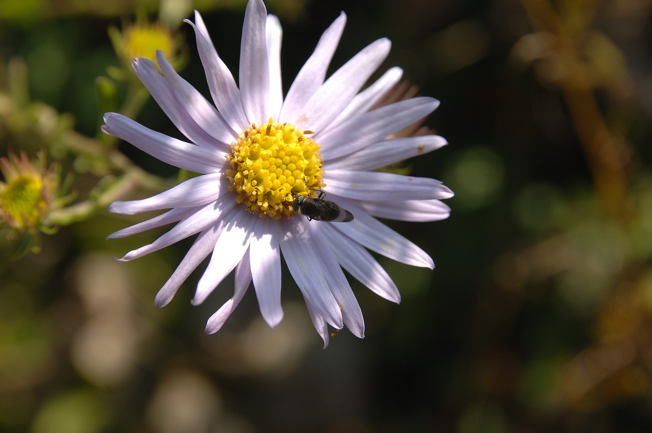 their mums  bee  flowers and bees free photo