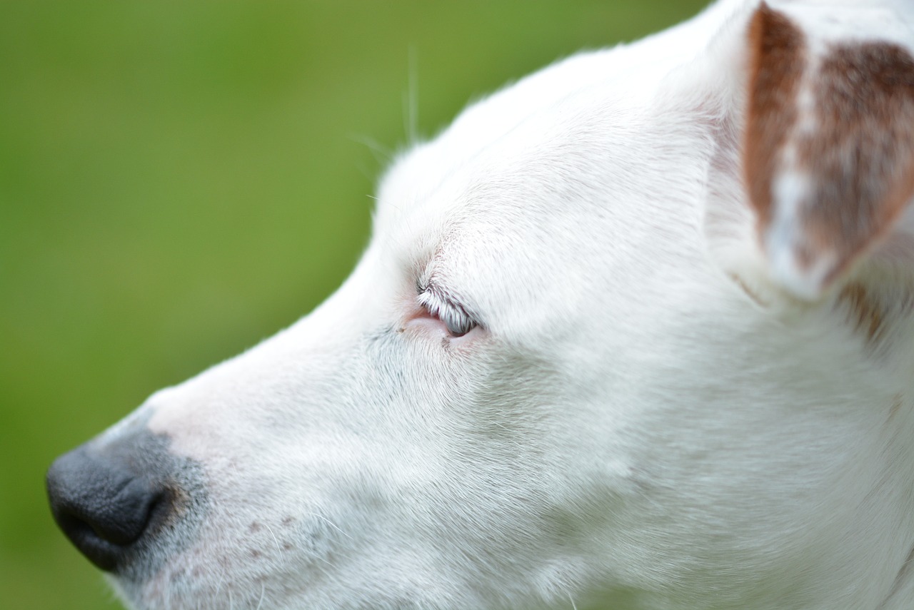 jack russell dog animal portrait free photo