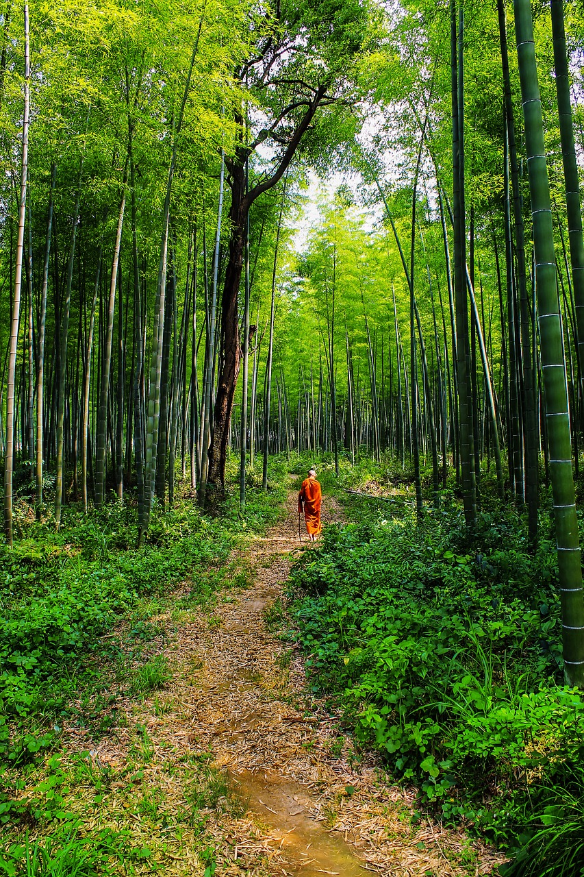 theravada buddhism monk in bamboo forest lone monk free photo