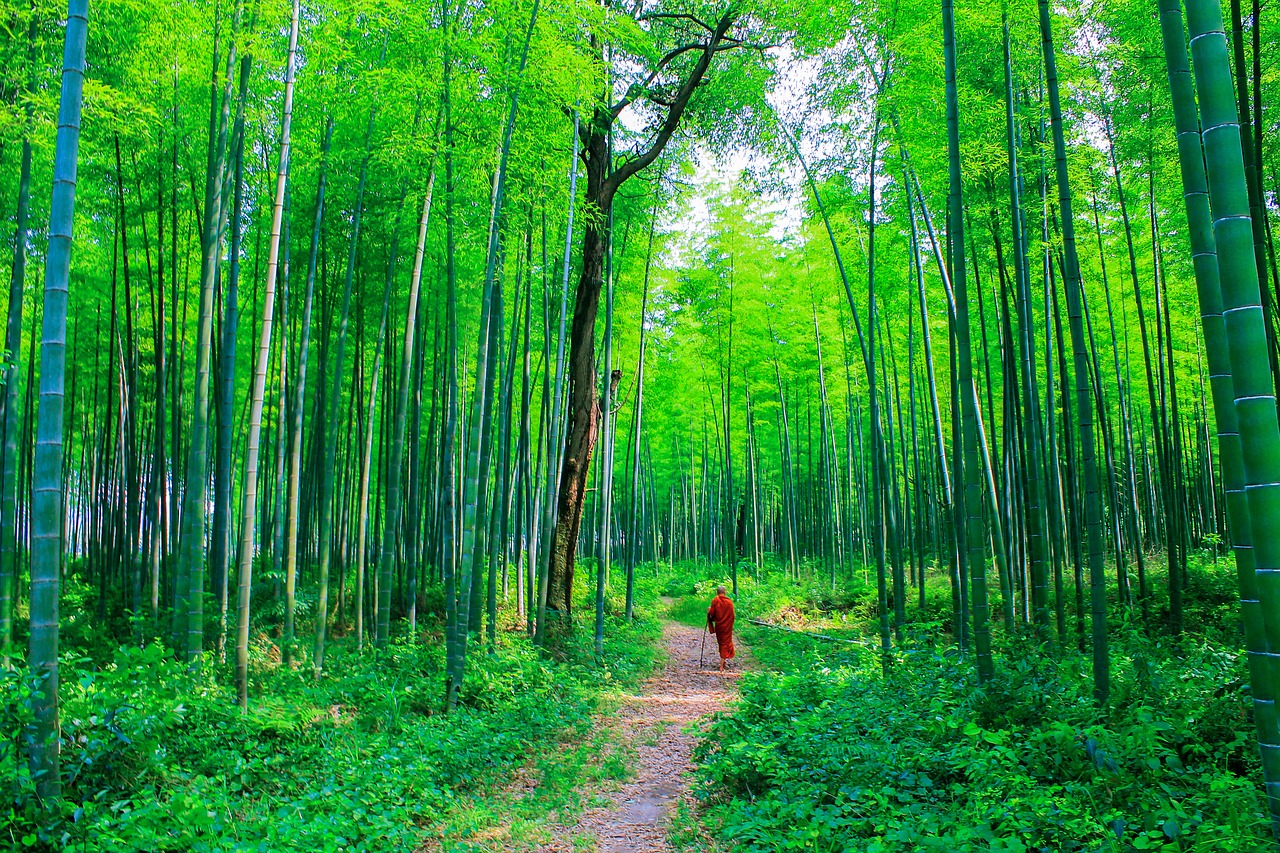 theravada buddhism monk at bamboo forest monk at nature free photo