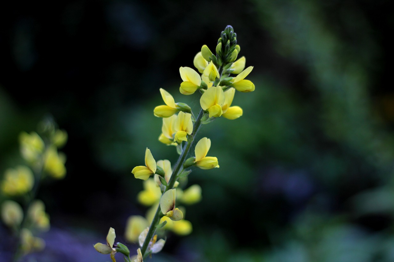 thermopsis lupinoides  leguminous  yellow free photo