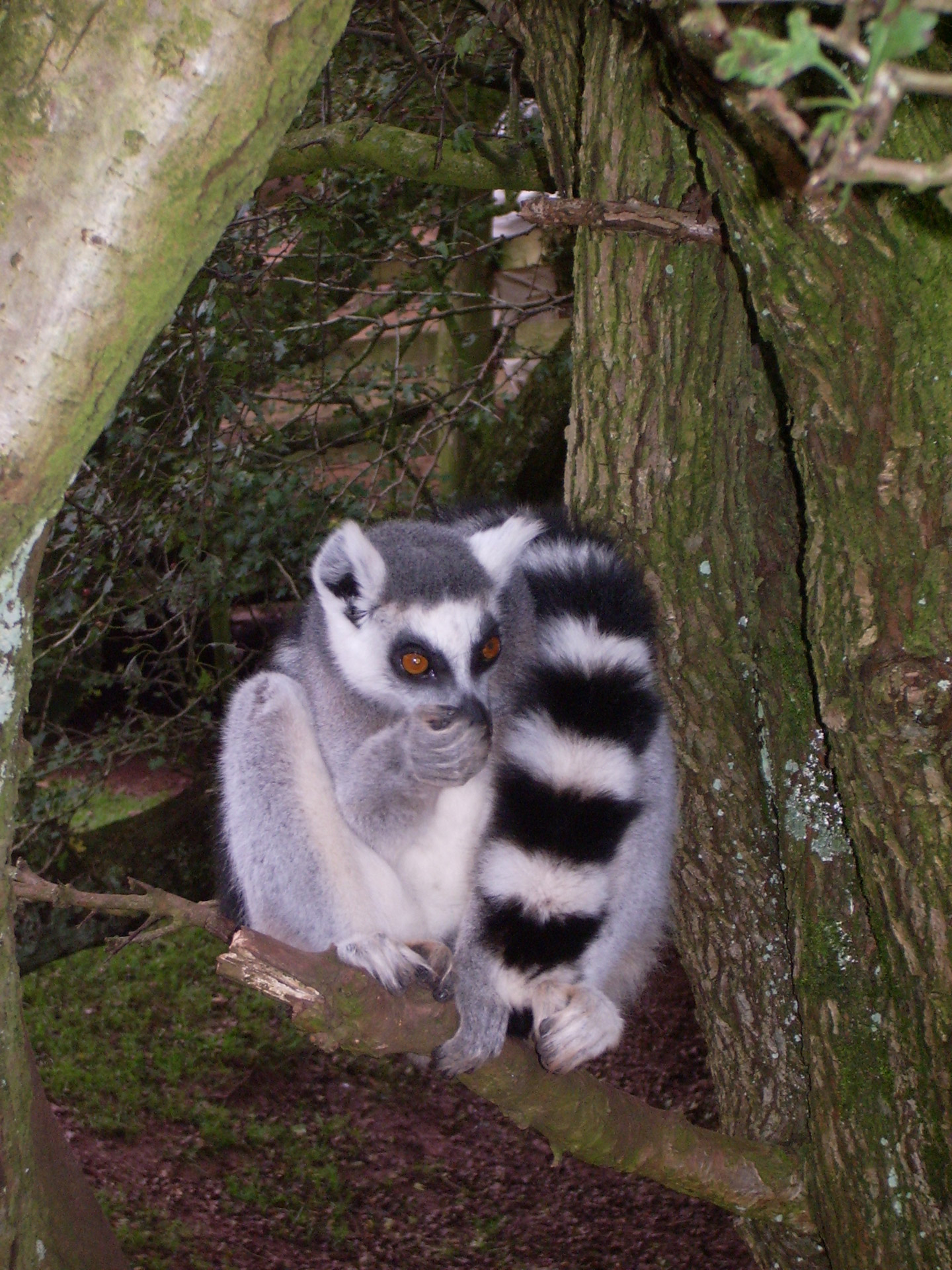 lemur cute animal free photo