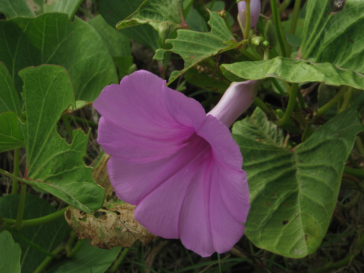 thiagoribeiro flower rosa free photo