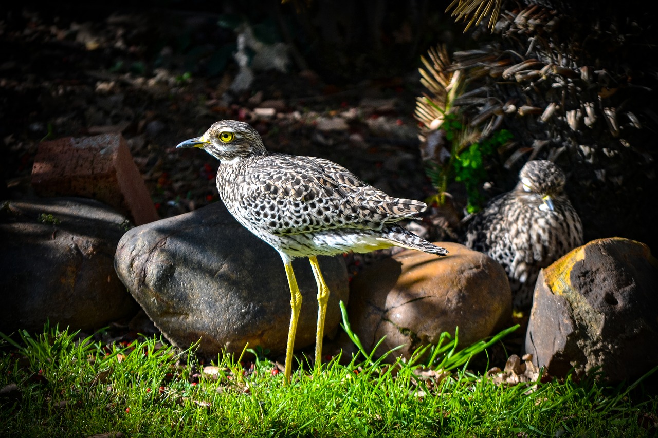 thick  knee  camouflage free photo