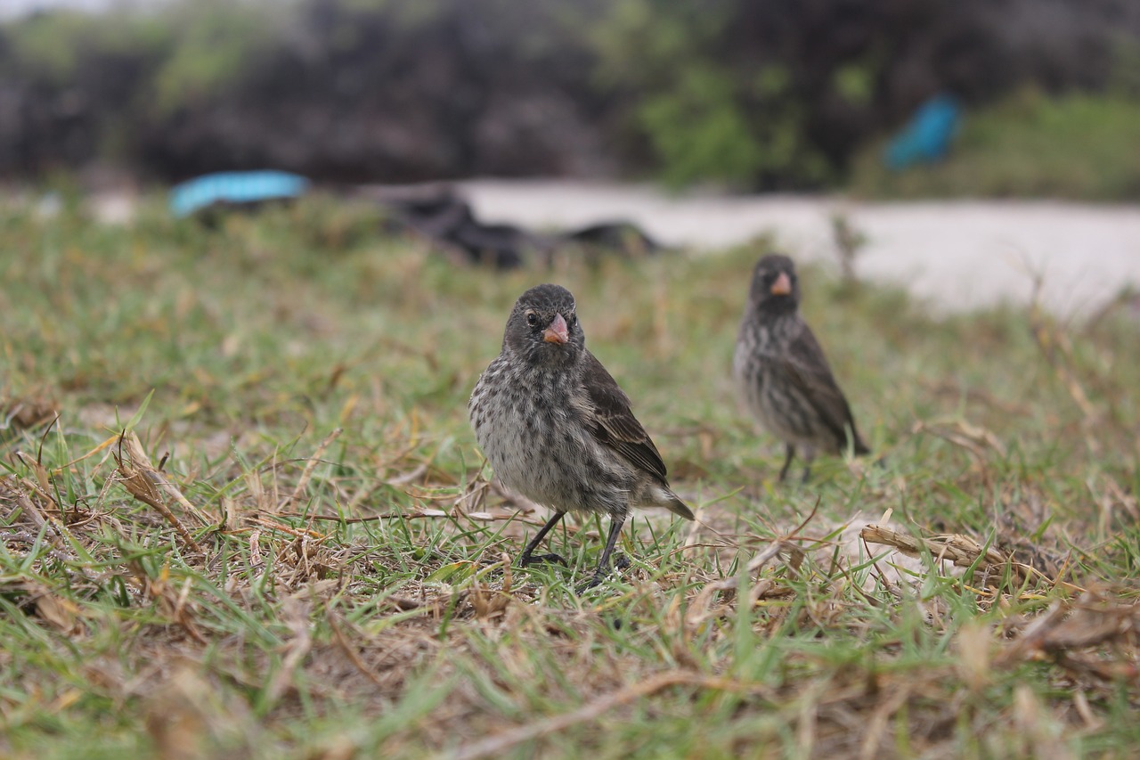 darwin finch bird sparrows free photo