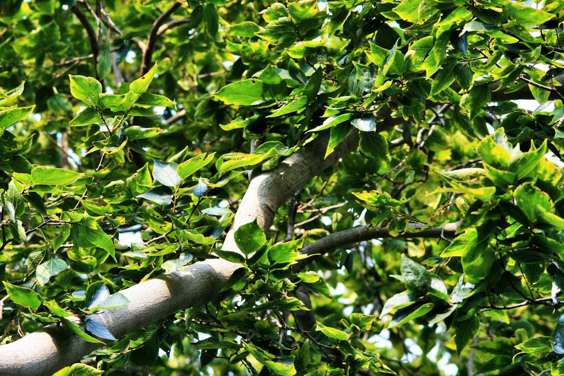 tree japanese raisin dense free photo