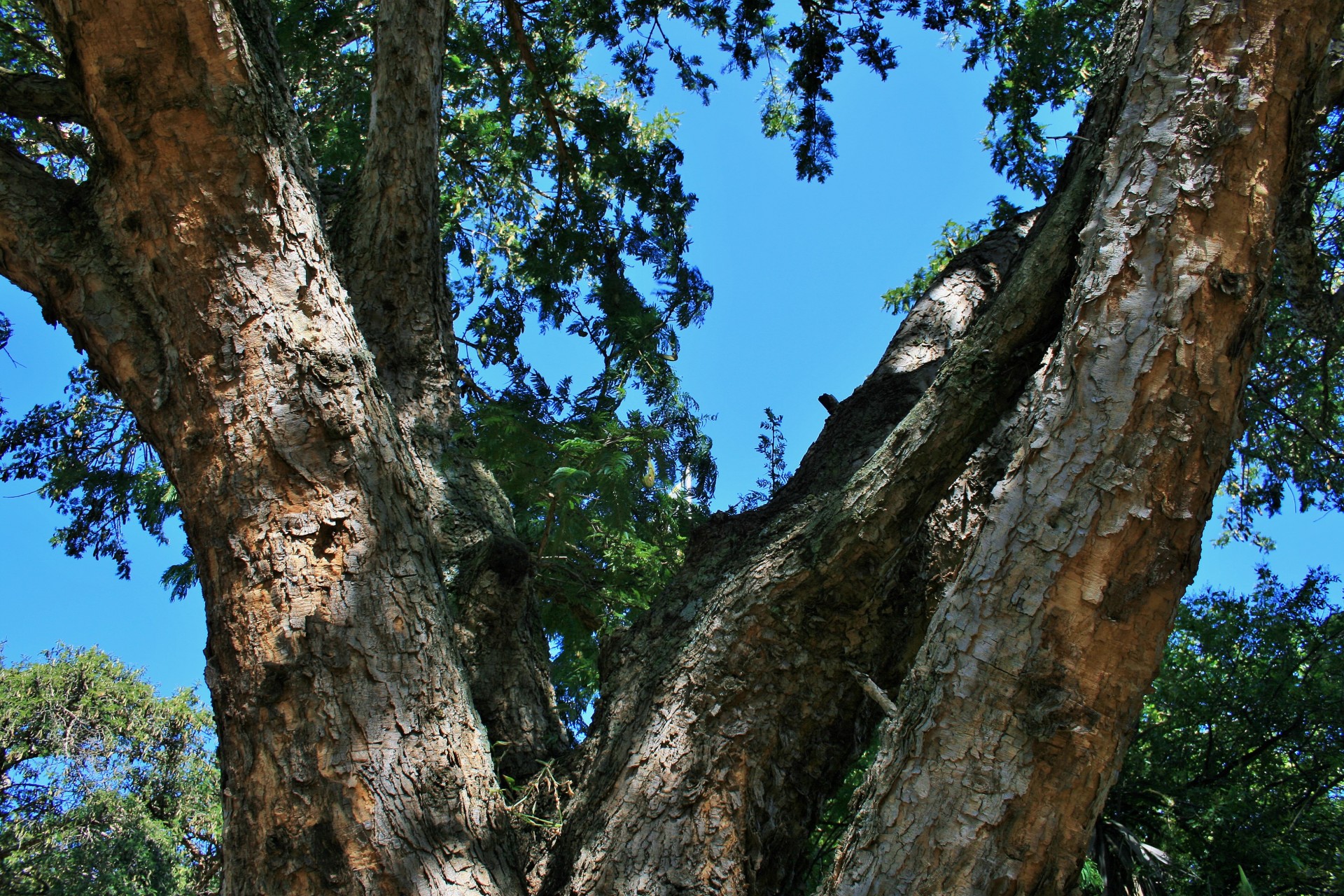 tree acasia thorn free photo