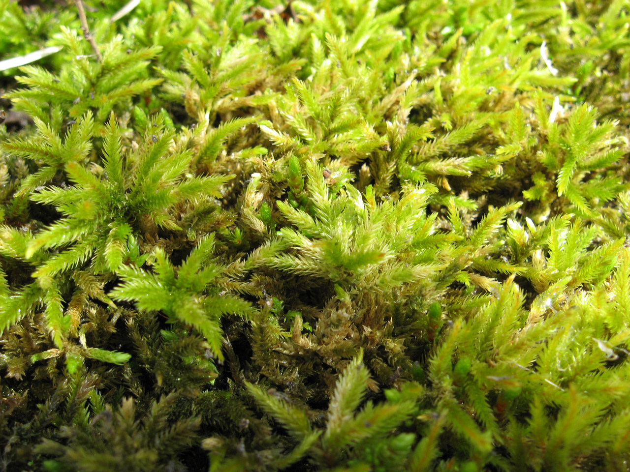 moss green texture free photo