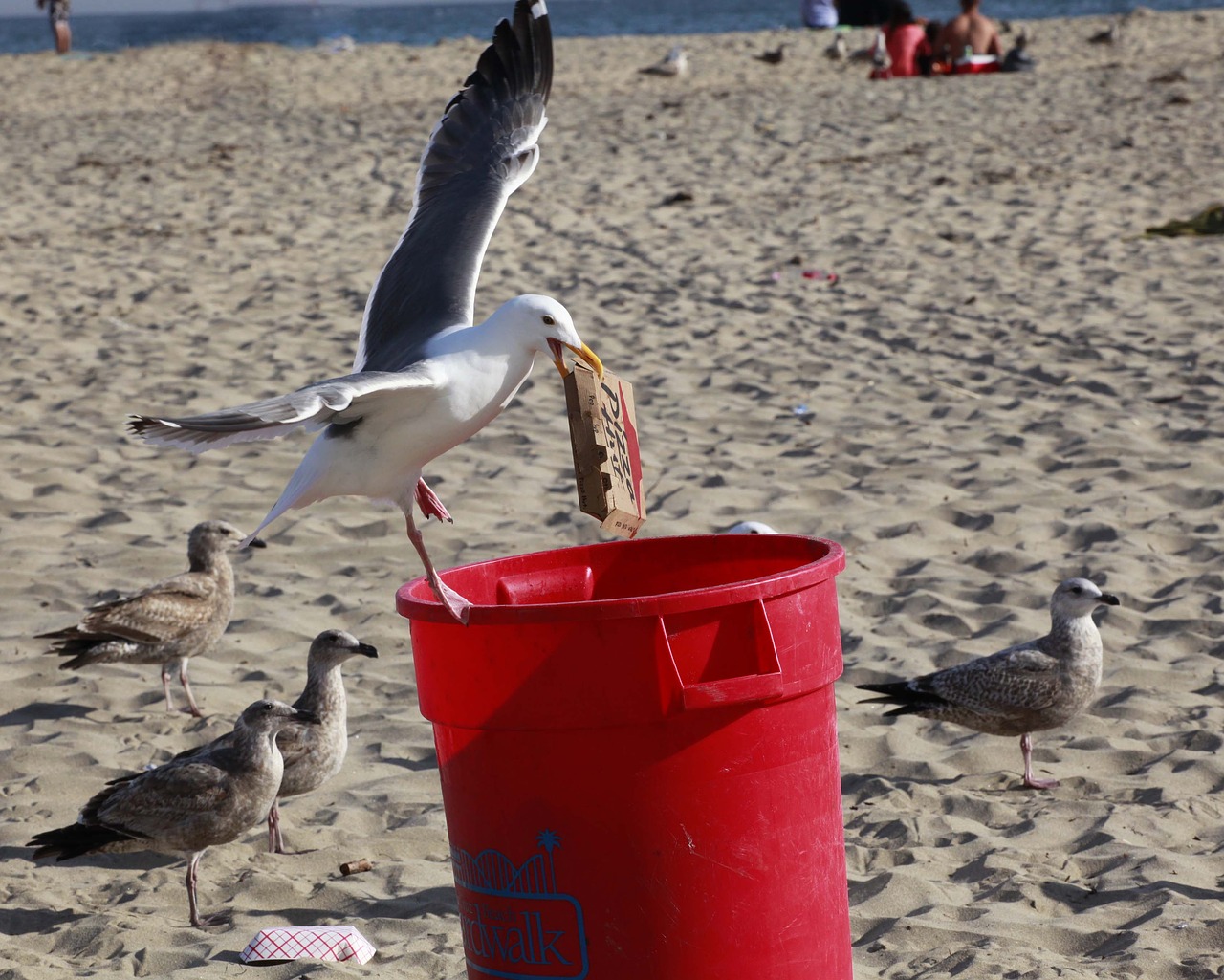 thief seagull trash can free photo