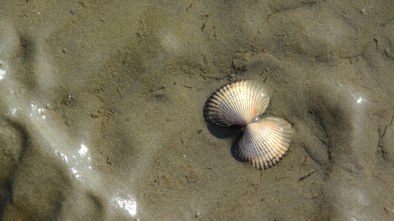thimble the clams seashell free photo