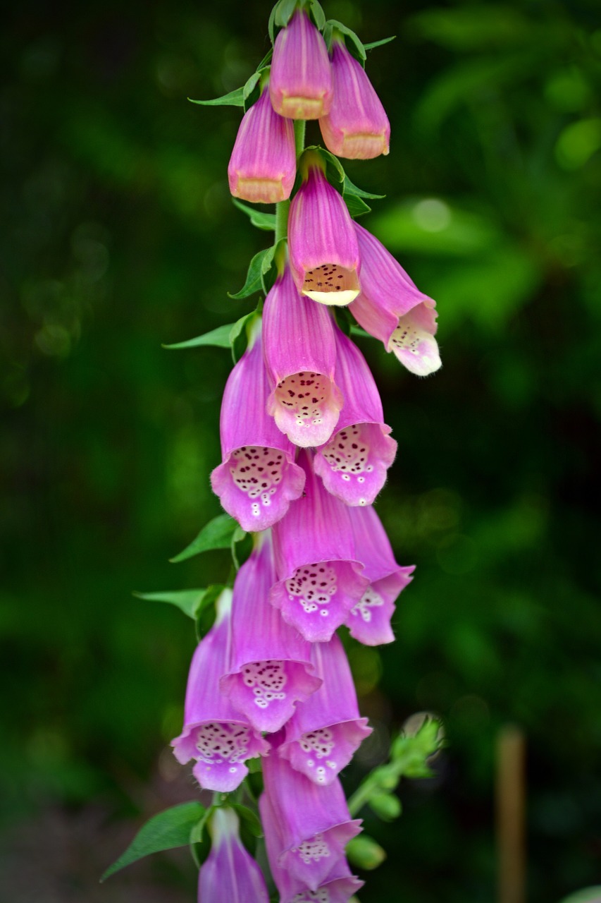 thimble digitalis purpurea toxic free photo