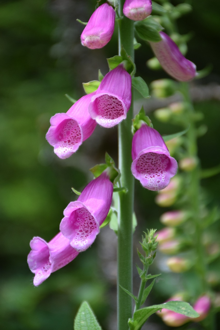 thimble inflorescence close free photo