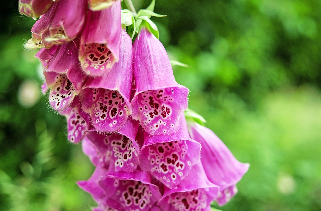 thimble flower blossom free photo