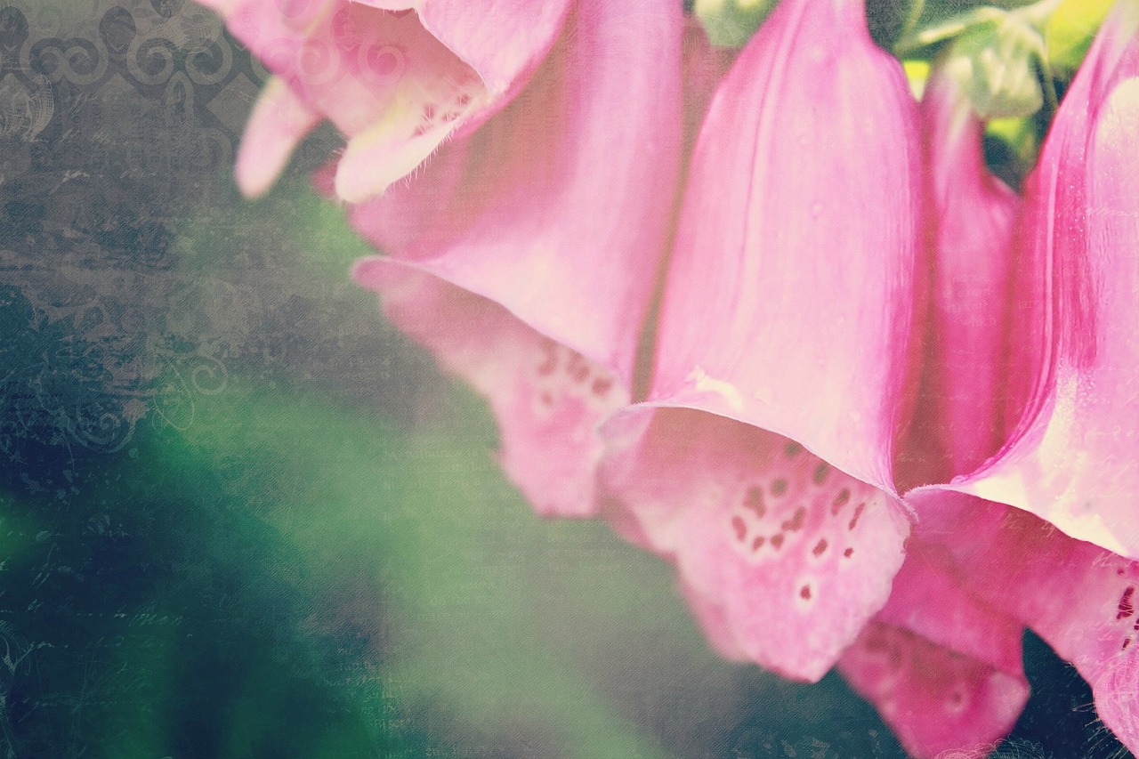 thimble digitalis flower free photo