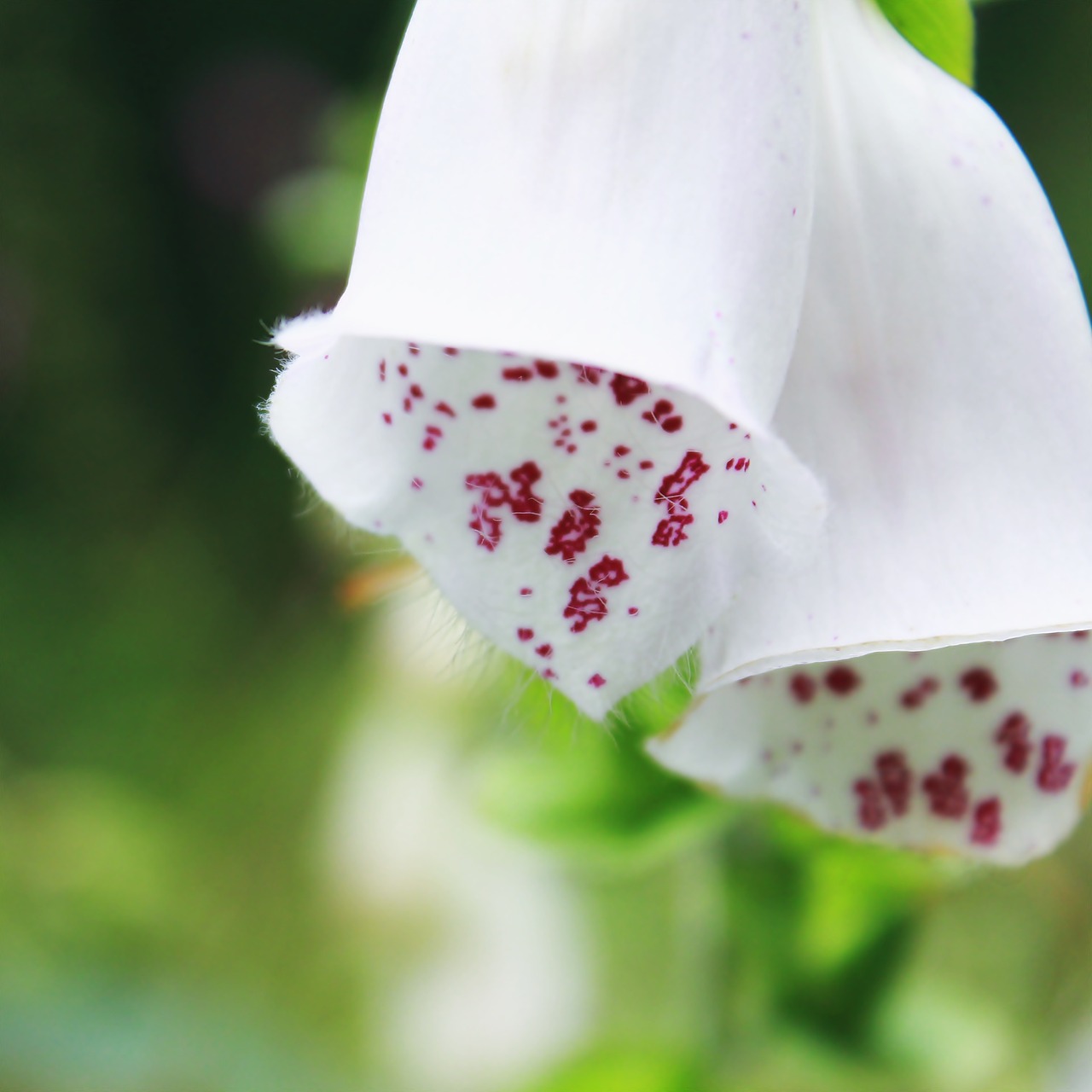 thimble flower blossom free photo