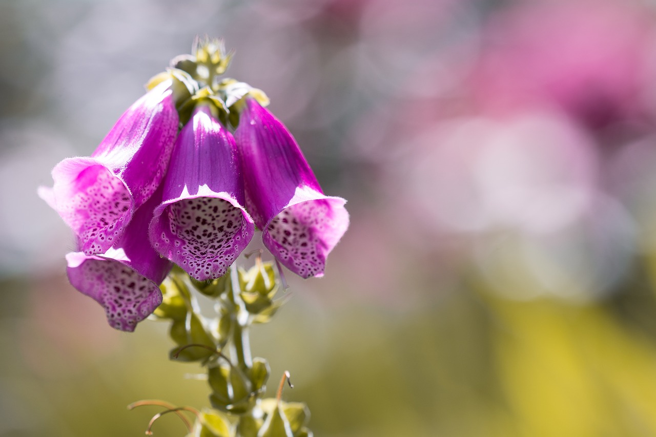 thimble common foxglove flower free photo