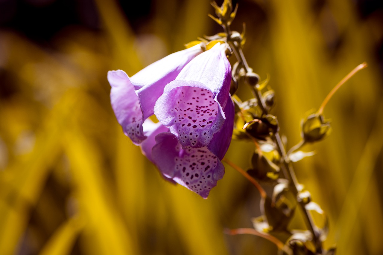 thimble common foxglove flower free photo