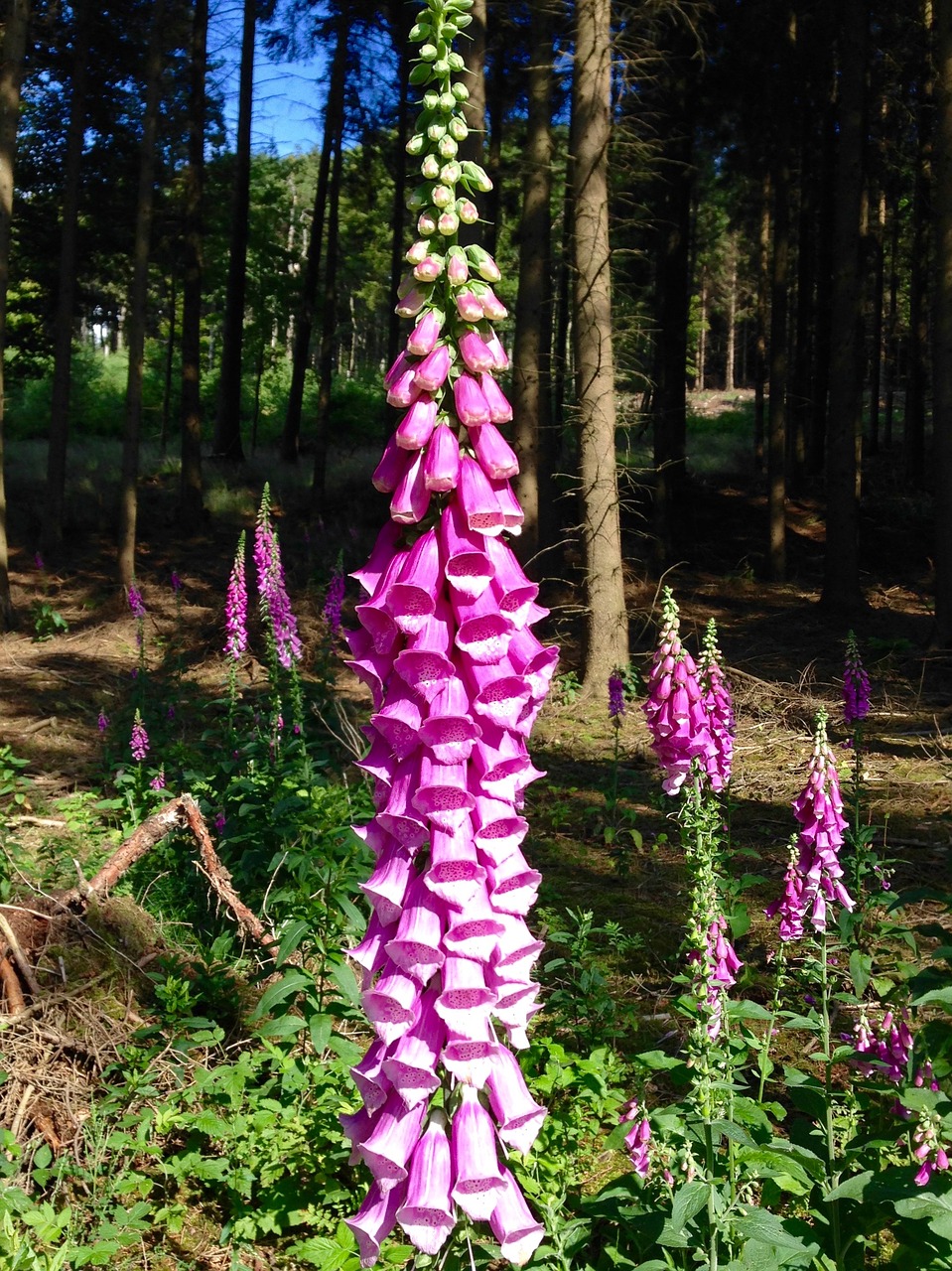 thimble forest poisonous plant free photo