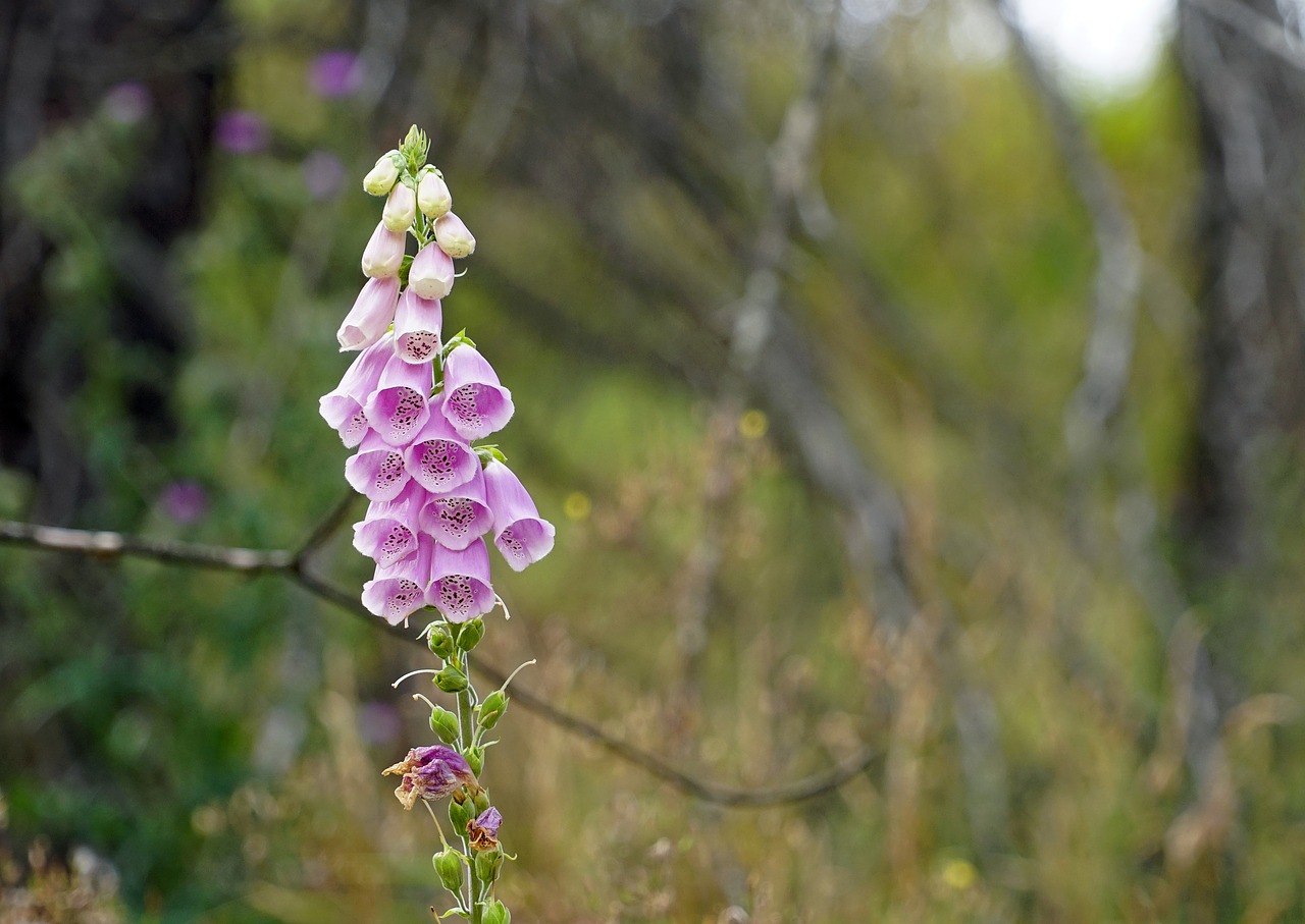 thimble flower plant free photo