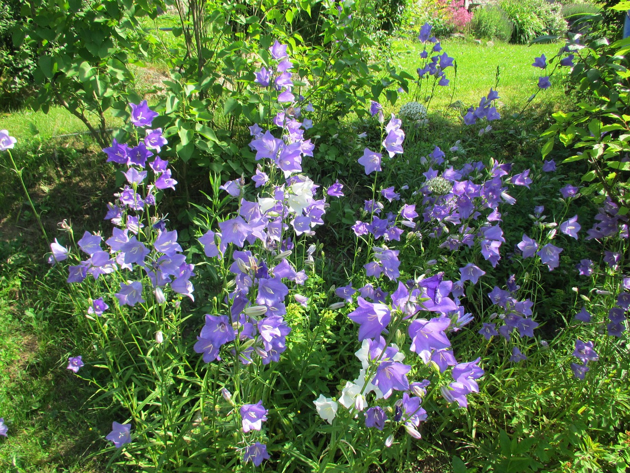 thimble blue flower free photo