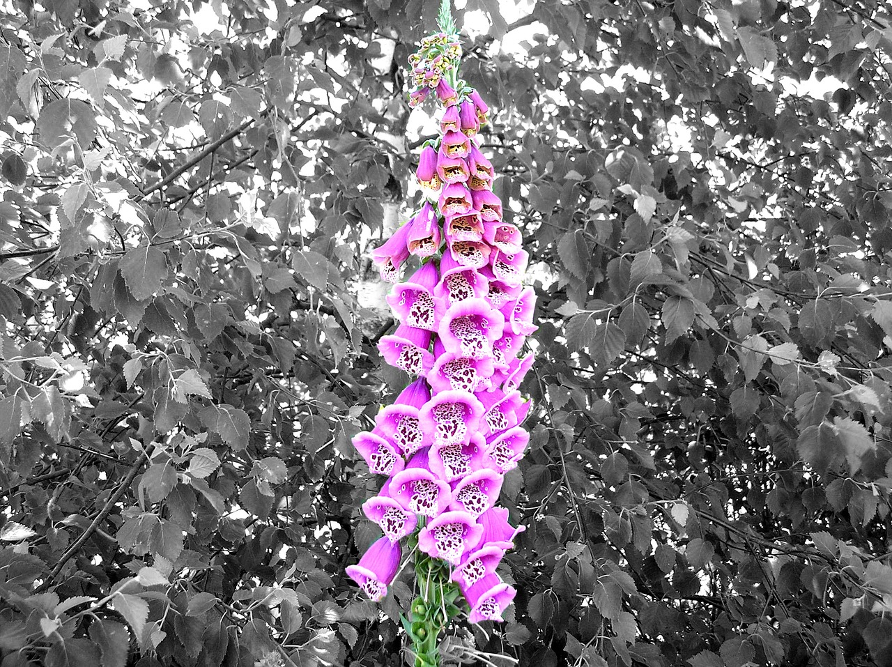 thimble pink digitalis purpurea free photo